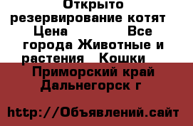 Открыто резервирование котят › Цена ­ 15 000 - Все города Животные и растения » Кошки   . Приморский край,Дальнегорск г.